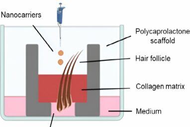 Researchers develop 3D printed model for targeted antibiotic ...