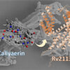 Researchers identify new principle for treating tuberculosis