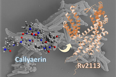 Researchers identify new principle for treating tuberculosis