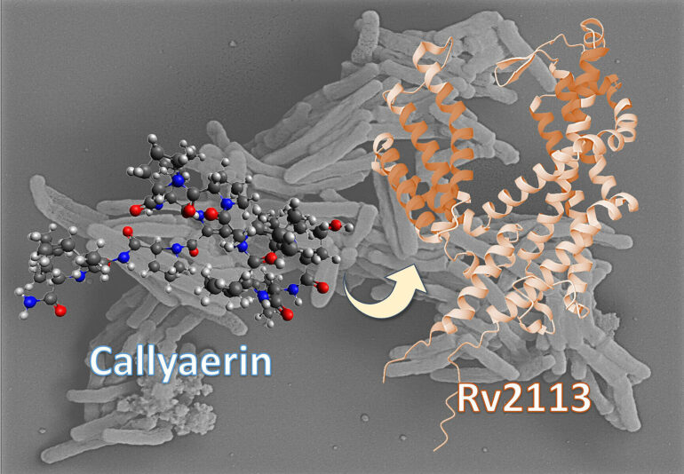 Researchers identify new principle for treating tuberculosis