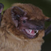 Researchers listen to the hearts of bats in flight