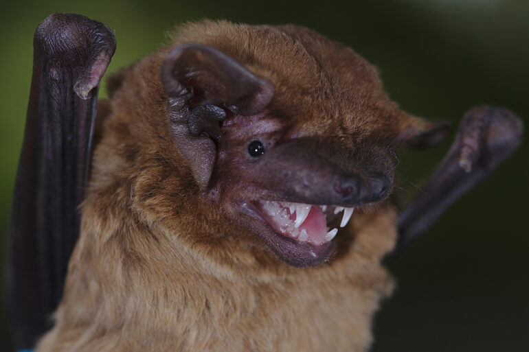 Researchers listen to the hearts of bats in flight