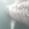 Researchers record first-ever images and data of a shark being ...