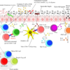 Interaction between microbiota and immunity in health and disease ...