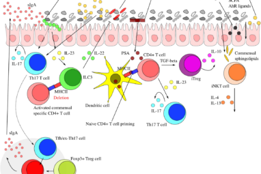 Interaction between microbiota and immunity in health and disease ...