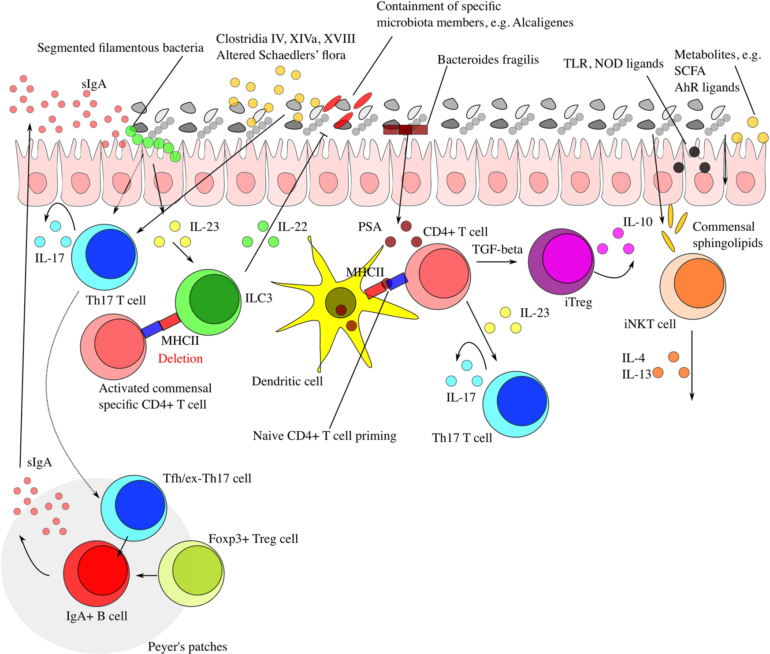 Interaction between microbiota and immunity in health and disease ...