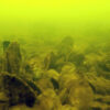 Restored oyster sanctuaries host more marine life despite ...