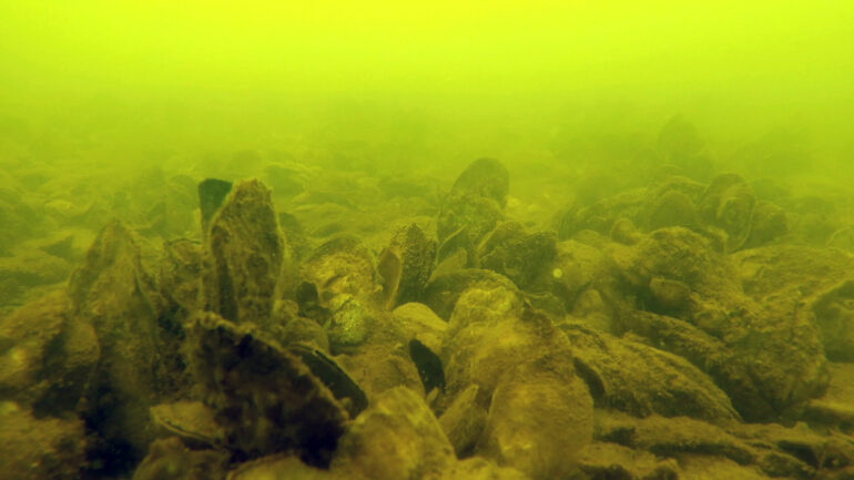 Restored oyster sanctuaries host more marine life despite ...