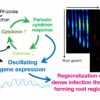 Rhythmic gene expression in plants is crucial for symbiosis with ...