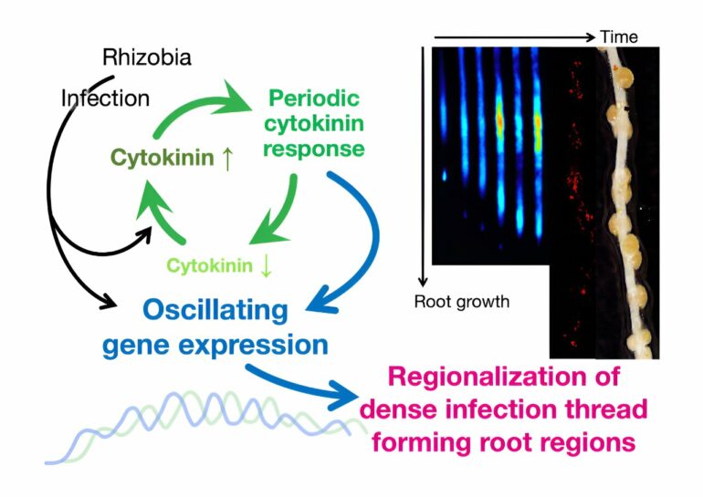 Rhythmic gene expression in plants is crucial for symbiosis with ...