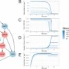 Scientists control bacterial mutations to preserve antibiotic ...