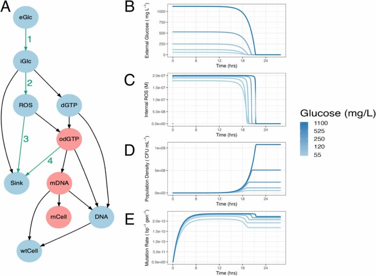 Scientists control bacterial mutations to preserve antibiotic ...