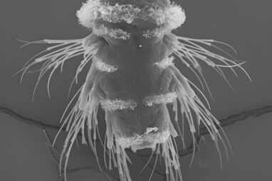 Scientists create comprehensive map of sea worm neural circuits