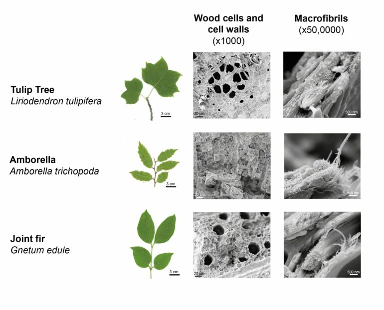 Scientists discover entirely new wood type that could be highly ...