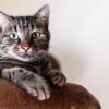 Scientists pinpoint strategies that could stop cats from ...
