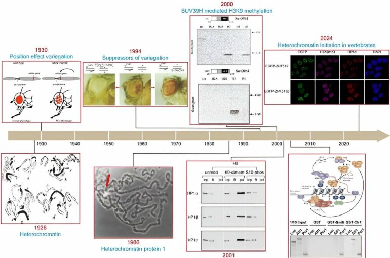 Scientists uncover conserved mechanism of pericentric ...