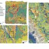 Scientists use machine learning to predict diversity of tree ...