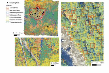 Scientists use machine learning to predict diversity of tree ...