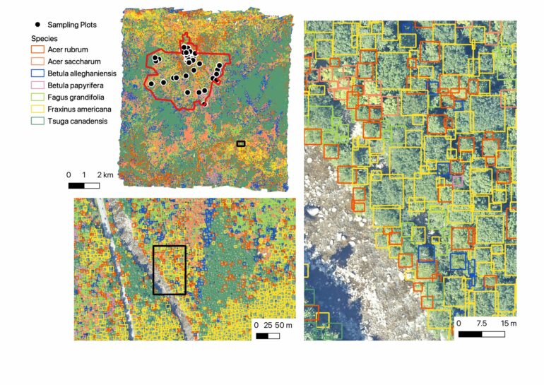 Scientists use machine learning to predict diversity of tree ...