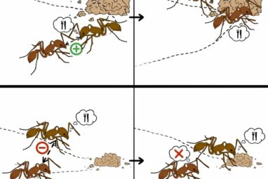 Social contagion research explores how ant colonies regulate group ...