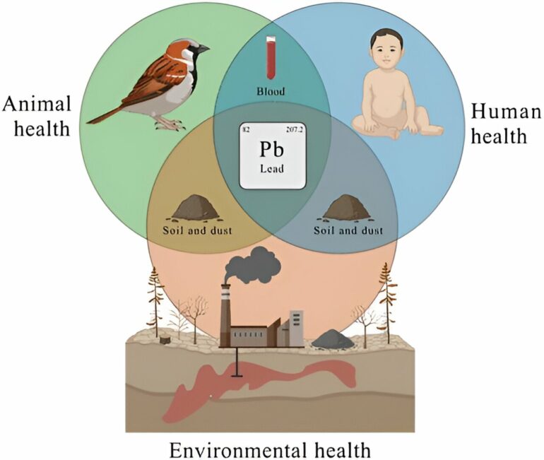 Sparrows as sentinels: Health study illustrates the ...