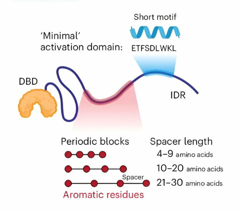 Study finds ways to enhance transcription factor activity