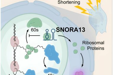 Study identifies RNA molecule that regulates cellular aging