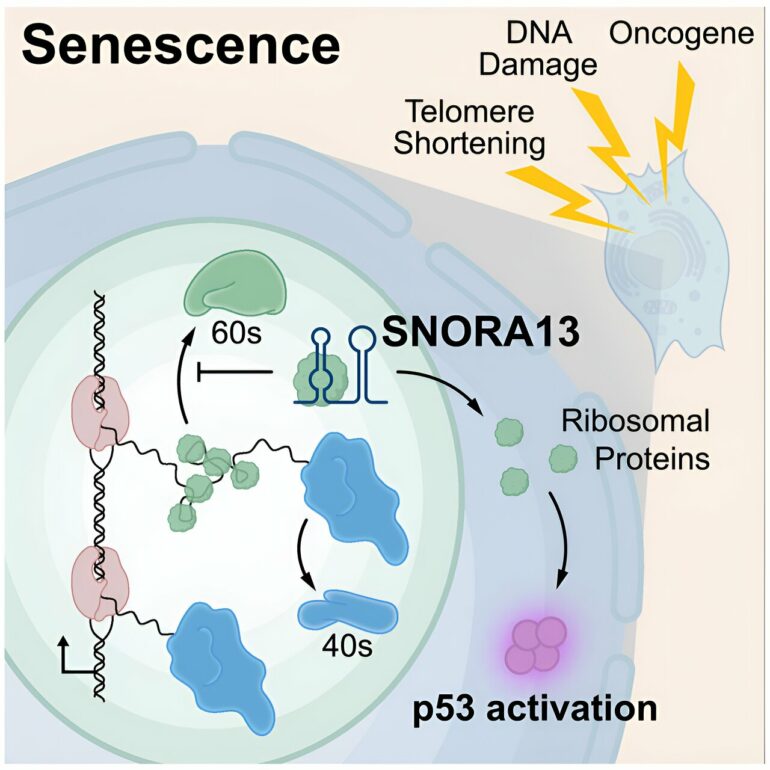 Study identifies RNA molecule that regulates cellular aging