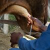 Study: Raw milk is risky, but airborne transmission of H5N1 from ...