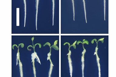 Study reveals key gene protecting plants from harmful metals in soil