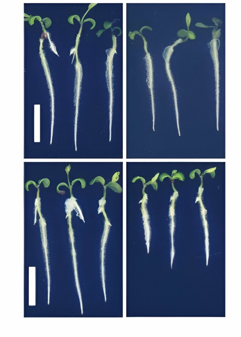 Study reveals key gene protecting plants from harmful metals in soil