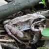 Study shows frogs can quickly increase their tolerance to pesticides