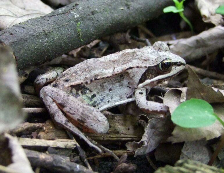 Study shows frogs can quickly increase their tolerance to pesticides