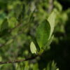 Study shows leaf shape and size can't reliably distinguish wild ...