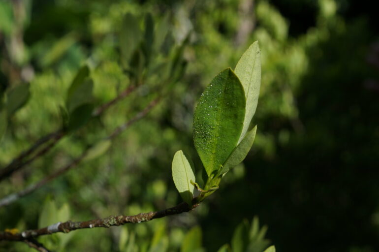 Study shows leaf shape and size can't reliably distinguish wild ...