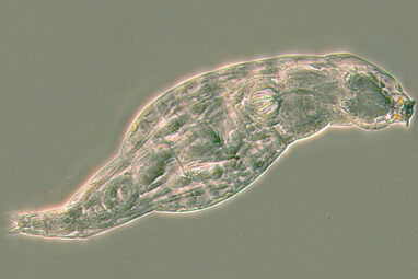 Study shows small animals use 'stolen' genes from bacteria to ...