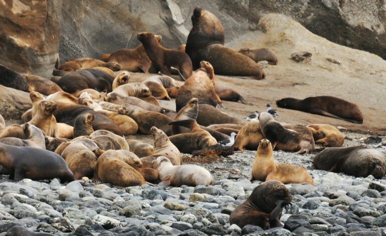 Tagging seals with sensors helps scientists track ocean currents ...