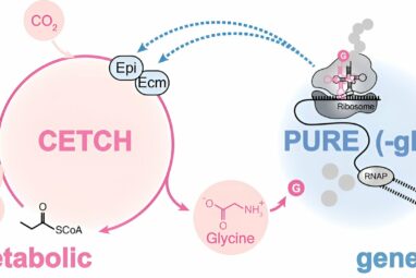 Team develops the first cell-free system in which genetic ...