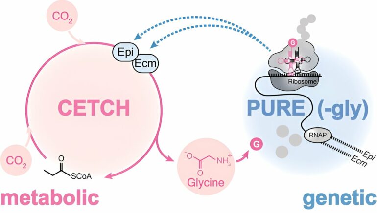 Team develops the first cell-free system in which genetic ...