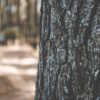 Trees reveal climate surprise: Microbes living in bark remove ...