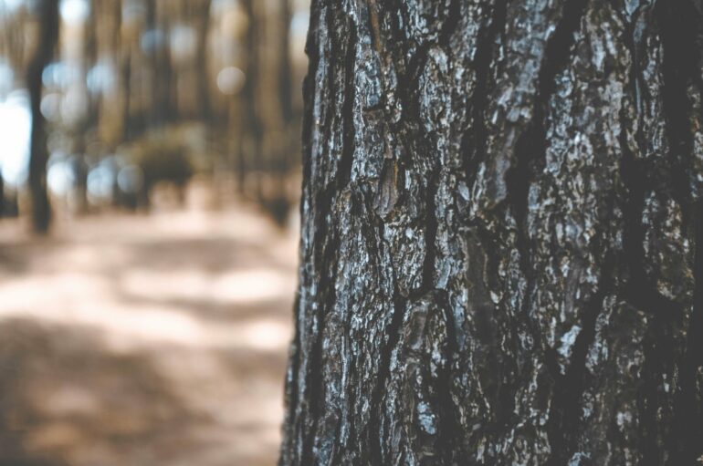 Trees reveal climate surprise: Microbes living in bark remove ...