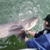 Two shark species documented in Puget Sound for first time