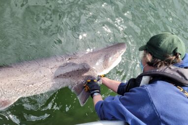 Two shark species documented in Puget Sound for first time