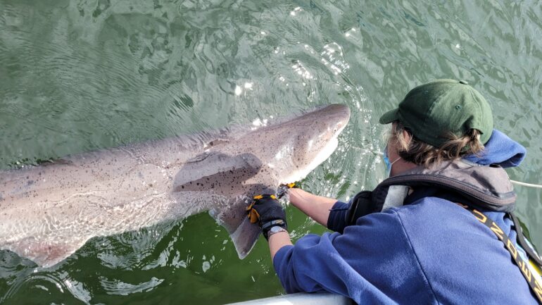 Two shark species documented in Puget Sound for first time