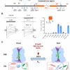 Unlocking secrets of stomatal regulation: Phosphoactivation of ...