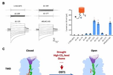 Unlocking secrets of stomatal regulation: Phosphoactivation of ...