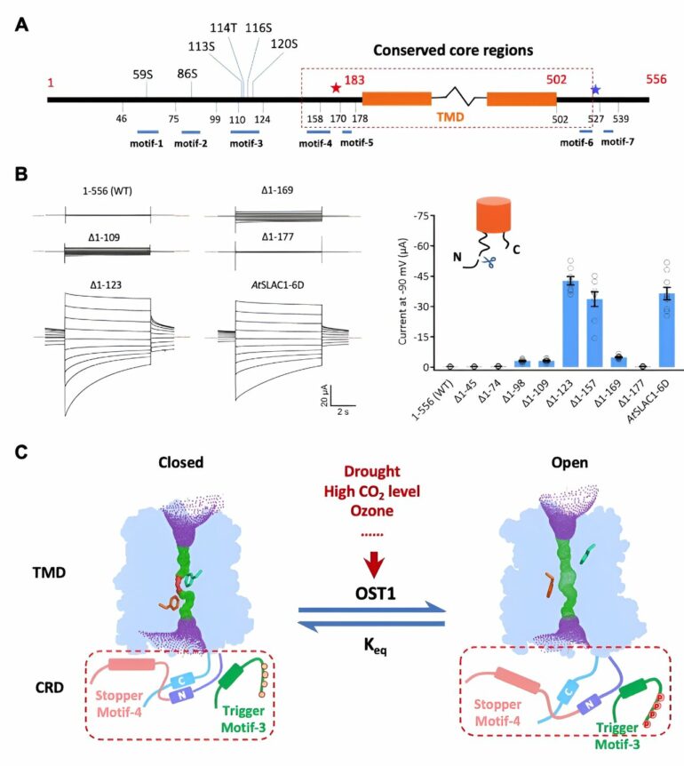 Unlocking secrets of stomatal regulation: Phosphoactivation of ...