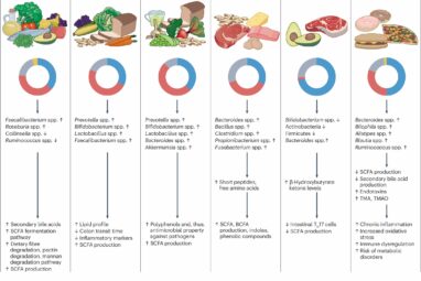Western diets pose greater risk of cancer and inflammatory bowel ...