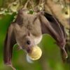 Wild bats found to possess high cognitive abilities previously ...