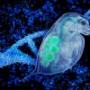 Zooplankton study challenges traditional views of evolution